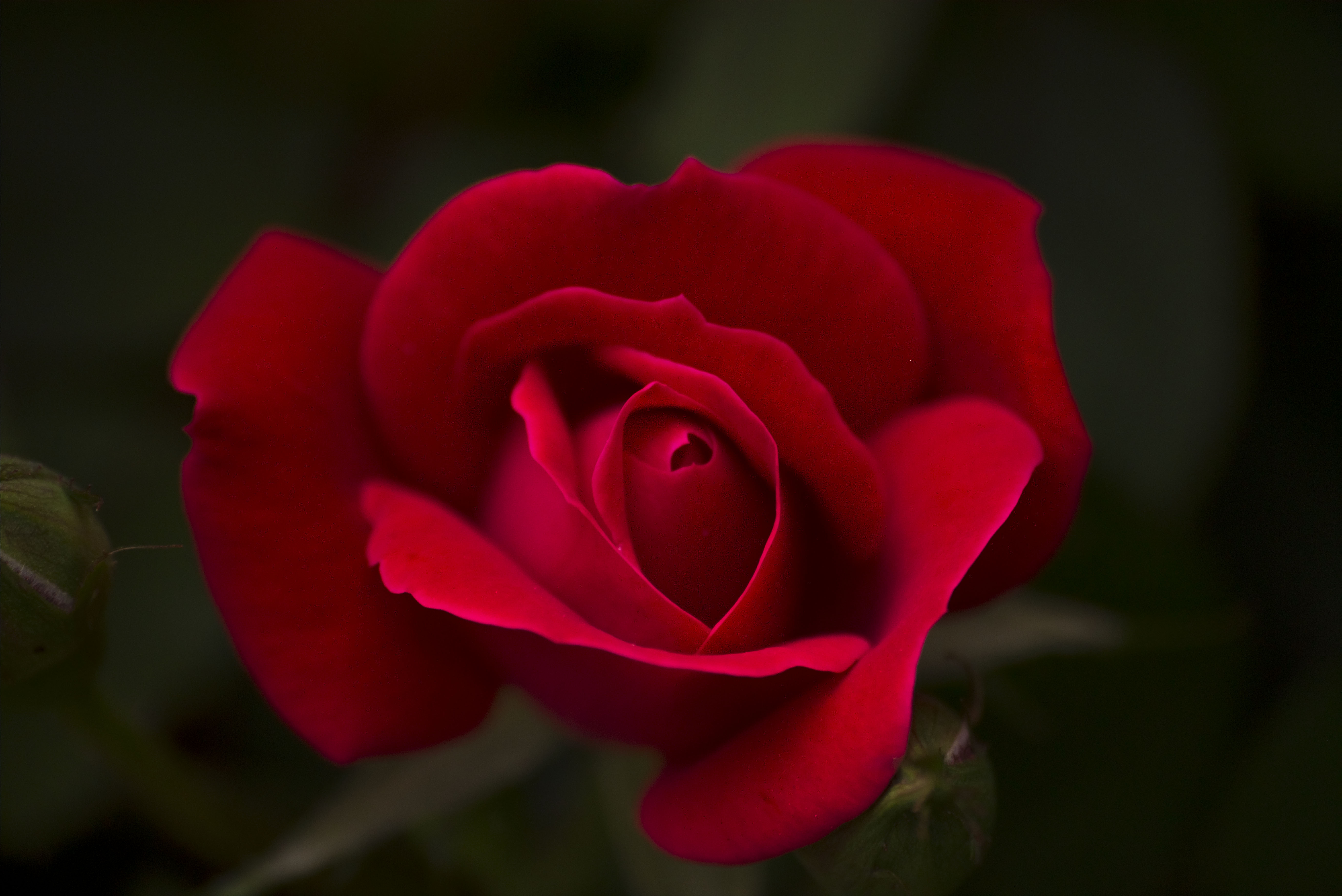 Rose is beautiful. Алые розы фото.